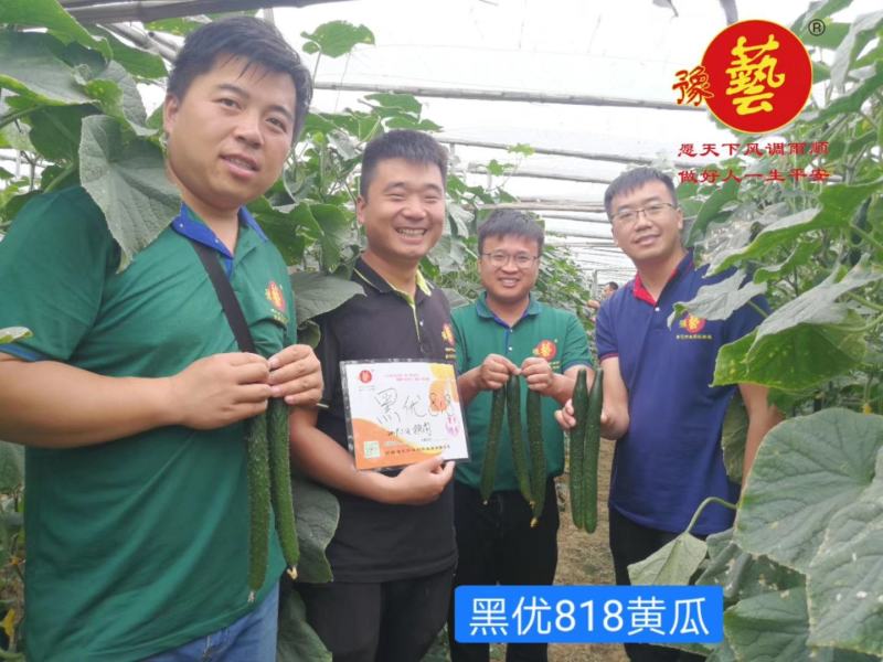 黑优818黄瓜种子抗病性强早熟性好油亮型密刺瘤产量高顺直