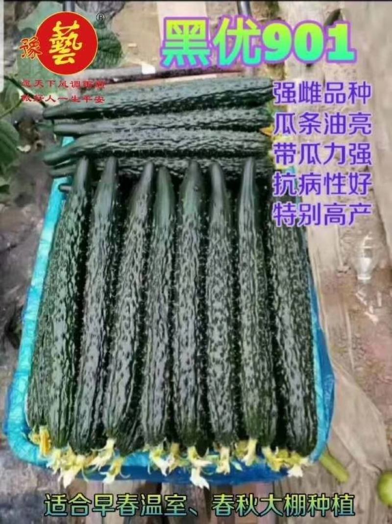 黑优818黄瓜种子抗病性强早熟性好油亮型密刺瘤产量高顺直