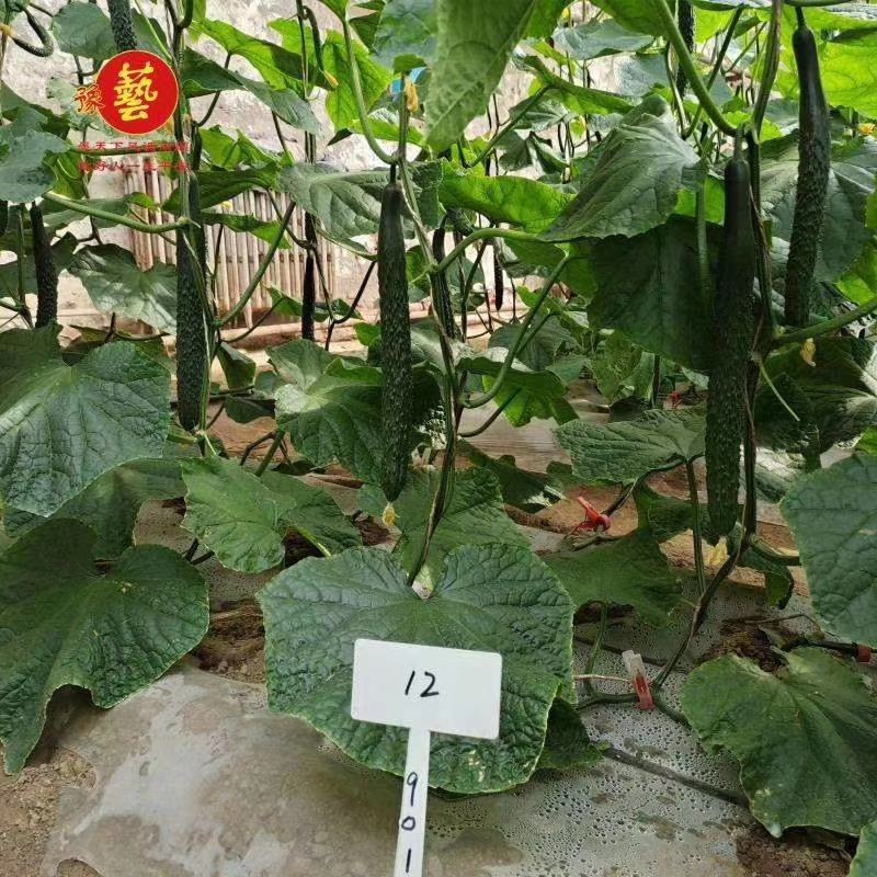 黑优818黄瓜种子抗病性强早熟性好油亮型密刺瘤产量高顺直