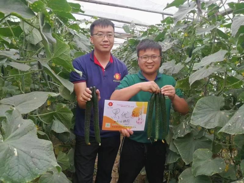 黑优818黄瓜种子抗病性强早熟性好油亮型密刺瘤产量高顺直
