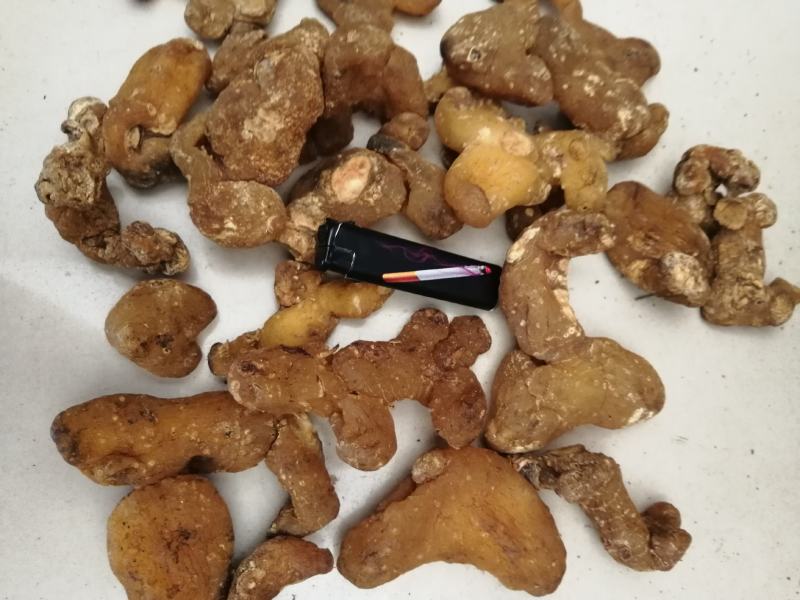 【牛商推荐】黄精，鸡头黄精，姜型黄精，甜黄精，欢迎联系