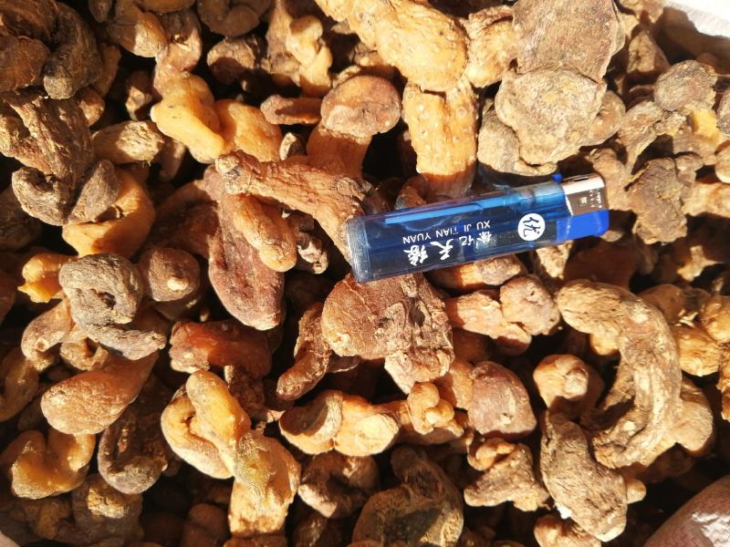 【牛商推荐】黄精，鸡头黄精，姜型黄精，甜黄精，欢迎联系