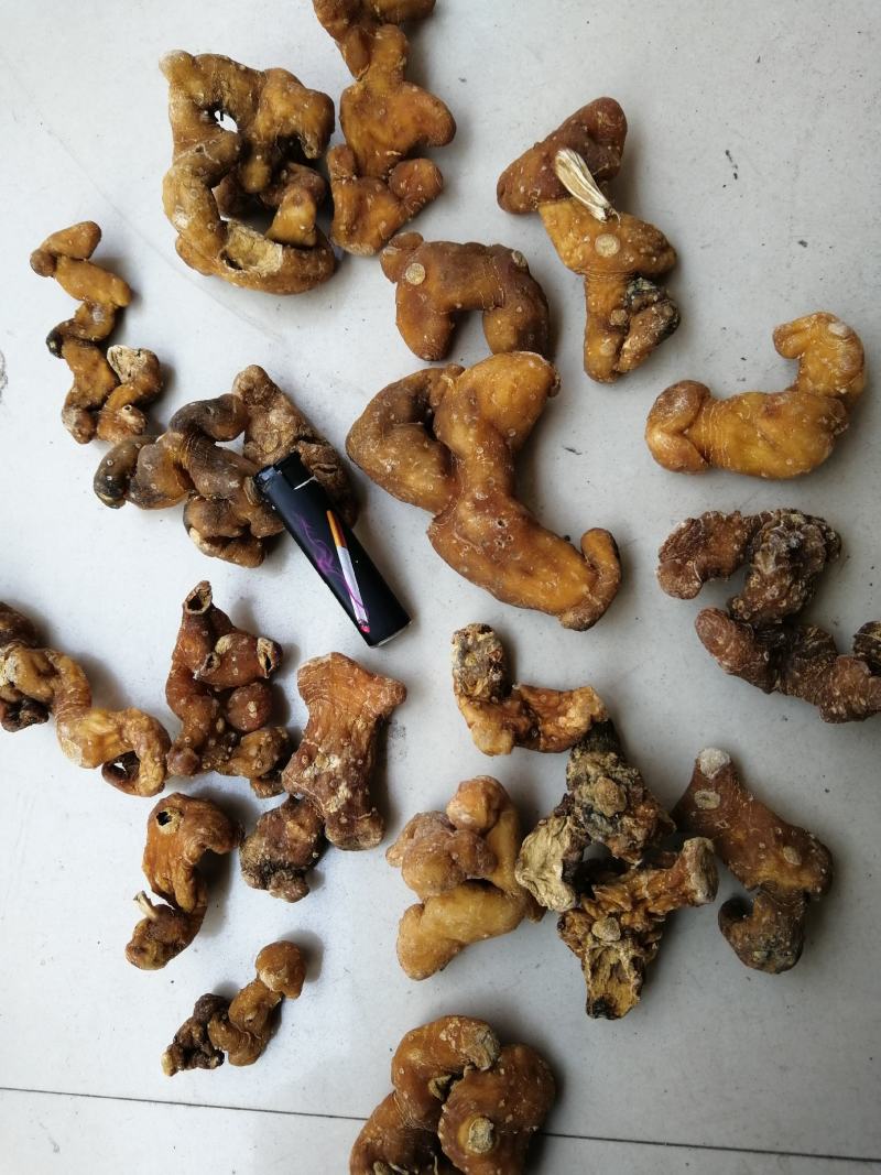 【牛商推荐】黄精，鸡头黄精，姜型黄精，甜黄精，欢迎联系
