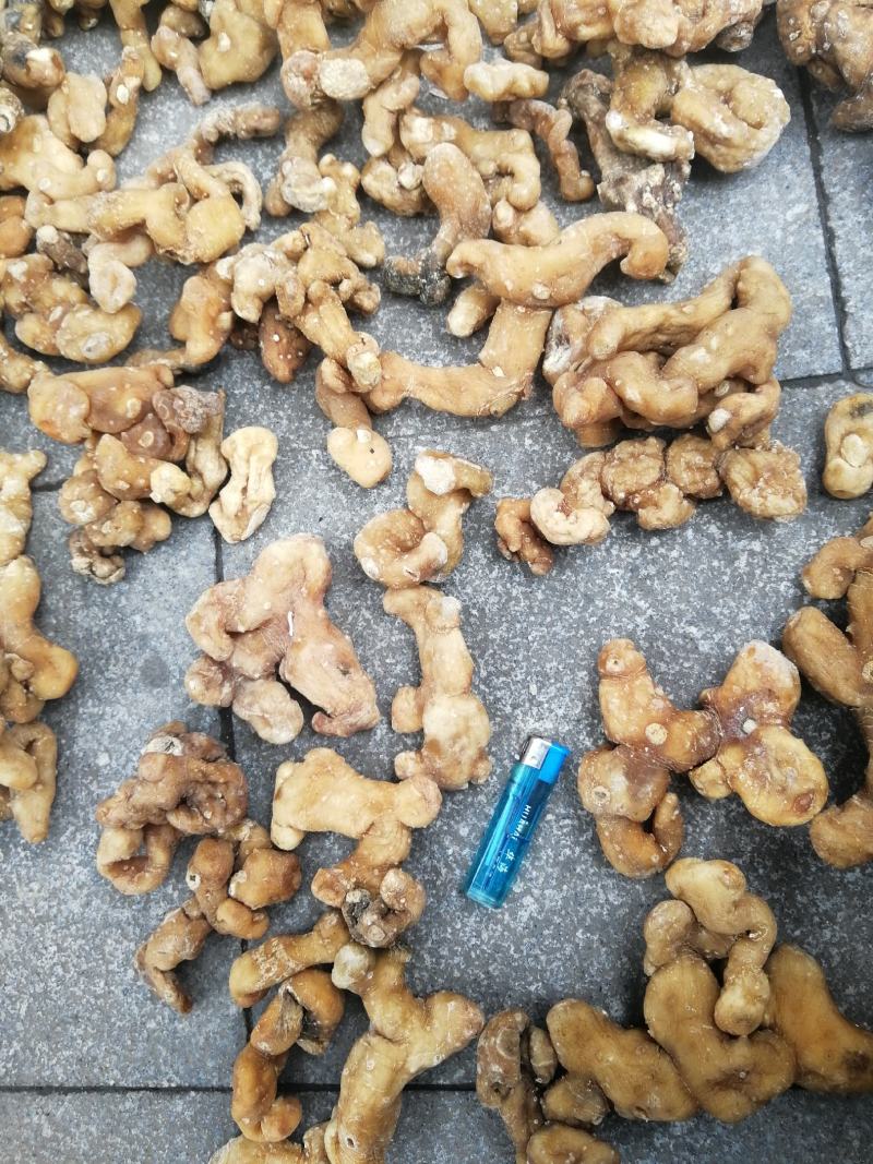 【牛商推荐】黄精，鸡头黄精，姜型黄精，甜黄精，欢迎联系