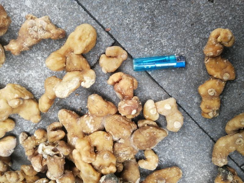 【牛商推荐】黄精，鸡头黄精，姜型黄精，甜黄精，欢迎联系