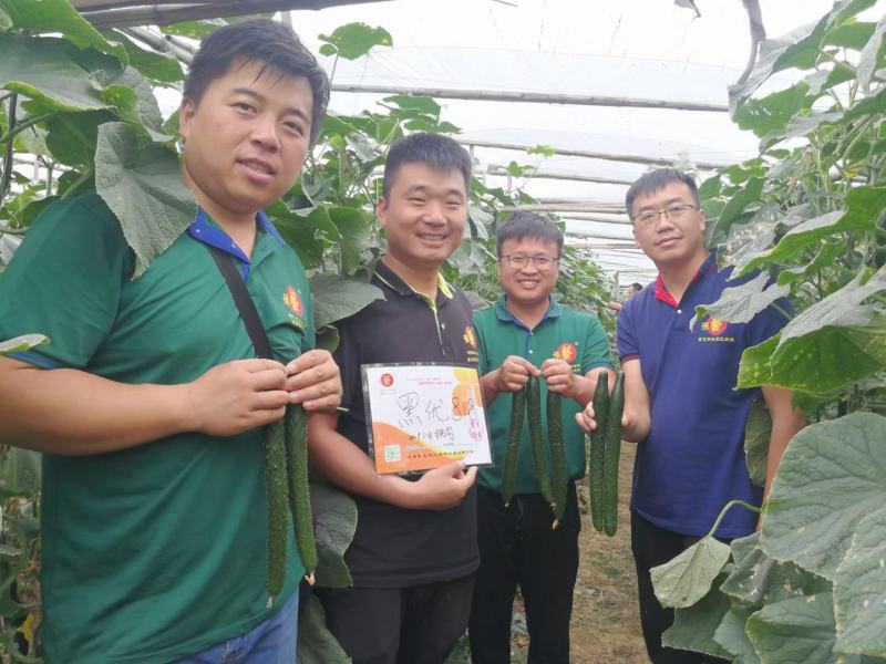 黑优818黄瓜种子抗病性强早熟性好油亮型密刺瘤产量高顺直