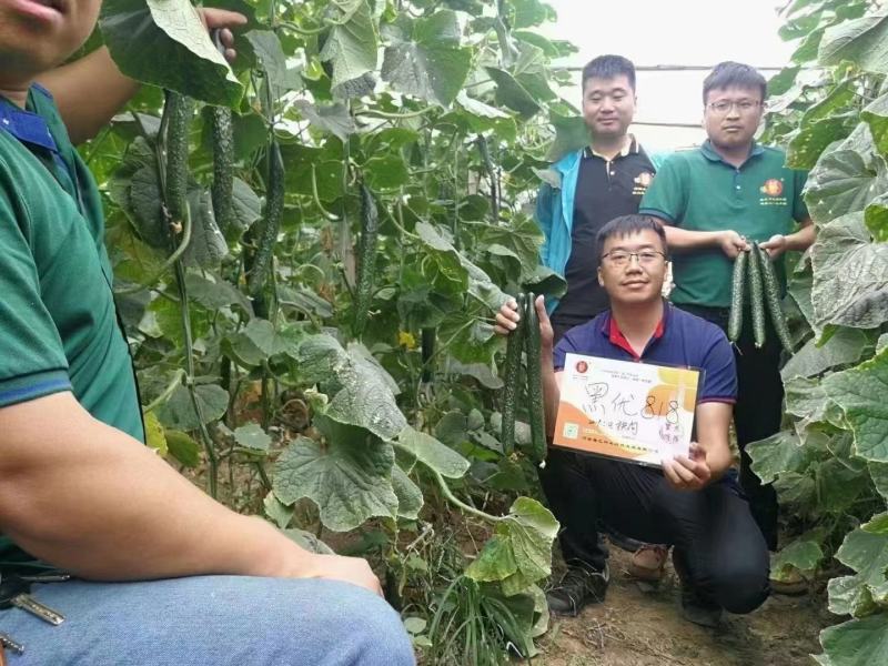 黑优818黄瓜种子抗病性强早熟性好油亮型密刺瘤产量高顺直