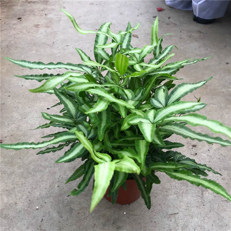 阿波银线蕨观叶绿植蕨类办公桌客厅阳台净化空气耐阴盆栽花卉
