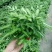 阿波银线蕨观叶绿植蕨类办公桌客厅阳台净化空气耐阴盆栽花卉