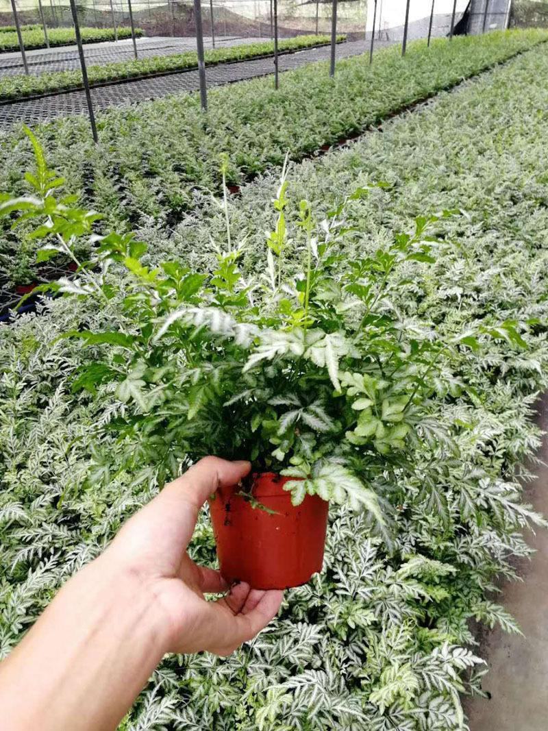 阿波银线蕨观叶绿植蕨类办公桌客厅阳台净化空气耐阴盆栽花卉