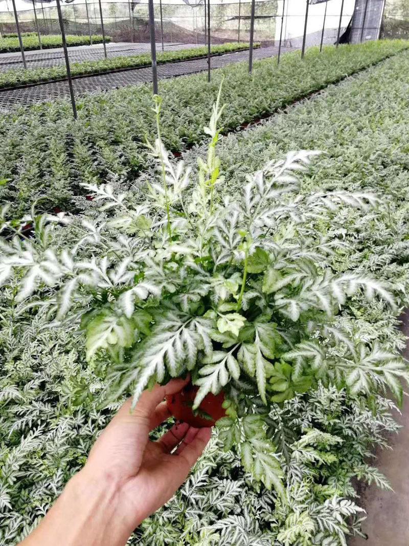 阿波银线蕨观叶绿植蕨类办公桌客厅阳台净化空气耐阴盆栽花卉