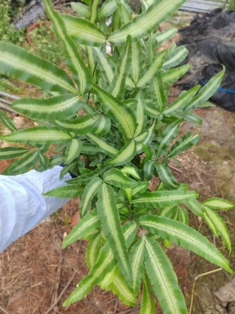 阿波银线蕨观叶绿植蕨类办公桌客厅阳台净化空气耐阴盆栽花卉