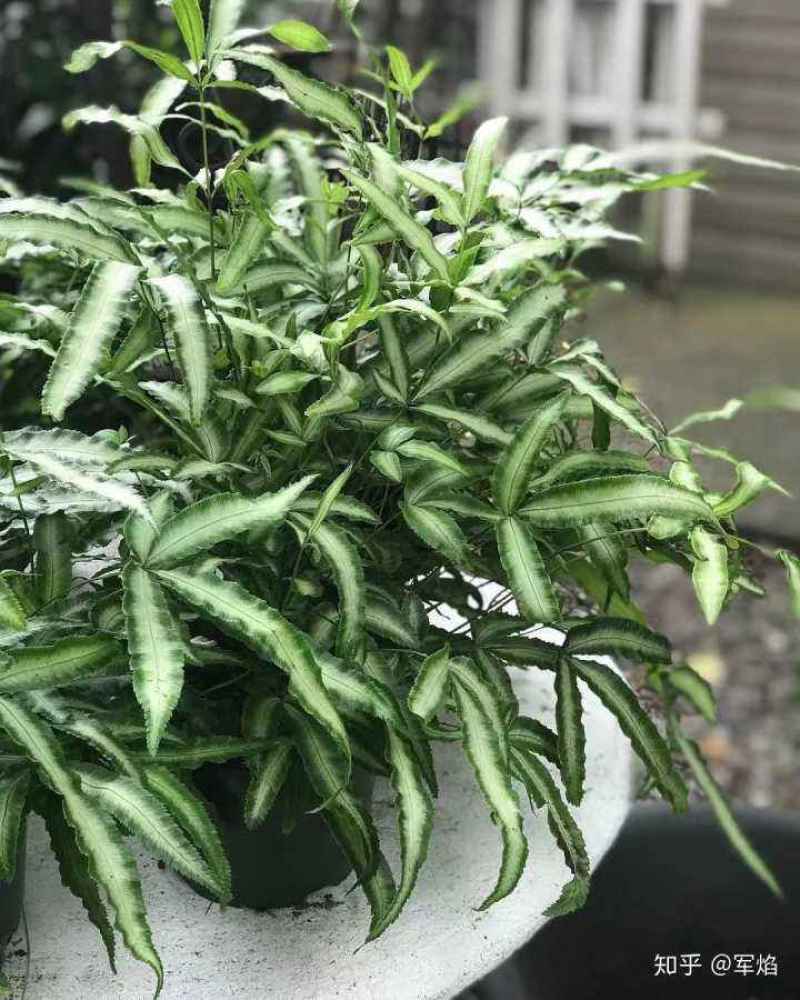 阿波银线蕨观叶绿植蕨类办公桌客厅阳台净化空气耐阴盆栽花卉