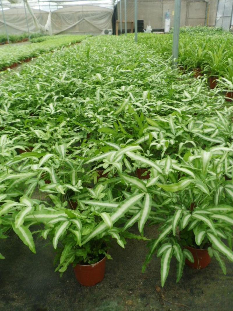 阿波银线蕨观叶绿植蕨类办公桌客厅阳台净化空气耐阴盆栽花卉