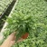 阿波银线蕨观叶绿植蕨类办公桌客厅阳台净化空气耐阴盆栽花卉