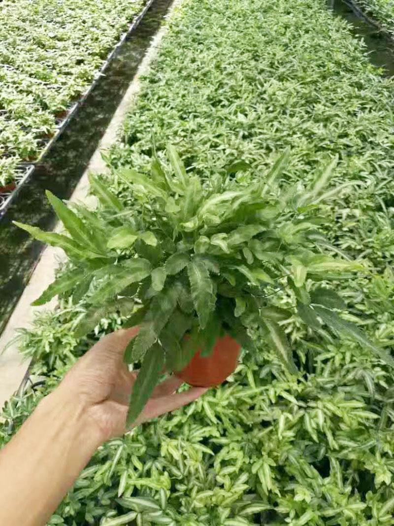 阿波银线蕨观叶绿植蕨类办公桌客厅阳台净化空气耐阴盆栽花卉