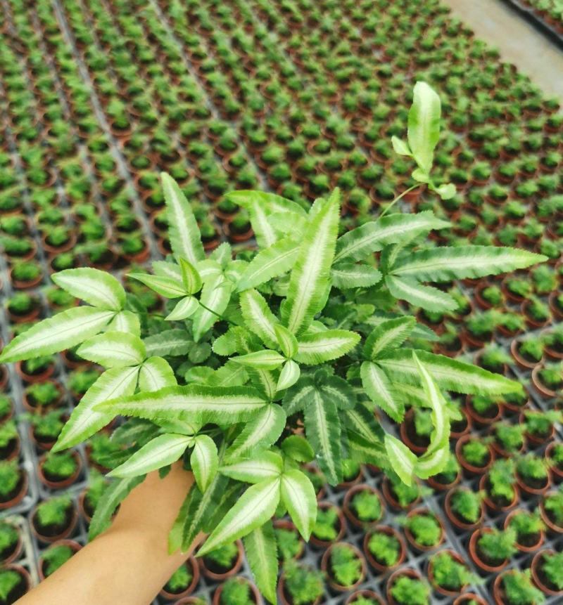 阿波银线蕨观叶绿植蕨类办公桌客厅阳台净化空气耐阴盆栽花卉