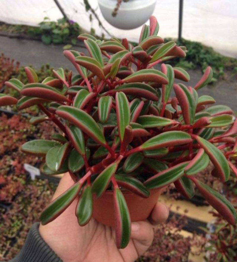 红背椒草多肉植物稀有品种罕见贵货带盆栽好花卉绿植精品盆栽