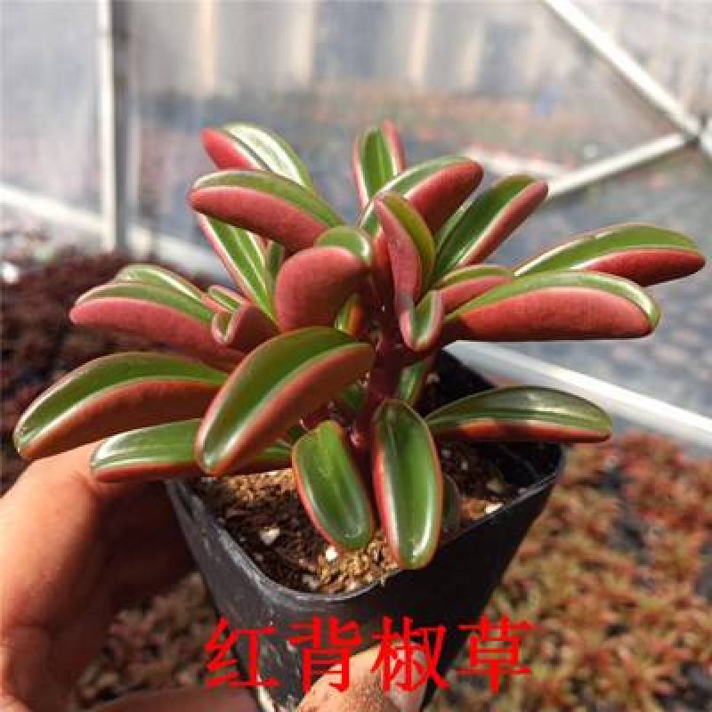 红背椒草多肉植物稀有品种罕见贵货带盆栽好花卉绿植精品盆栽