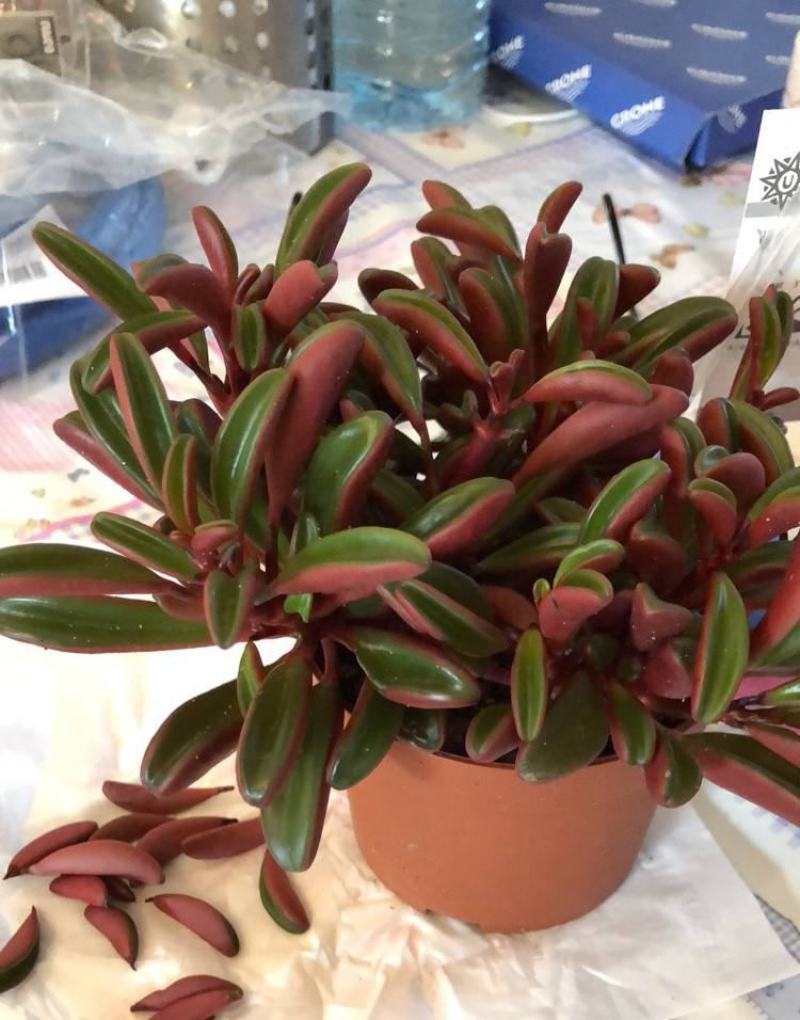 红背椒草多肉植物稀有品种罕见贵货带盆栽好花卉绿植精品盆栽