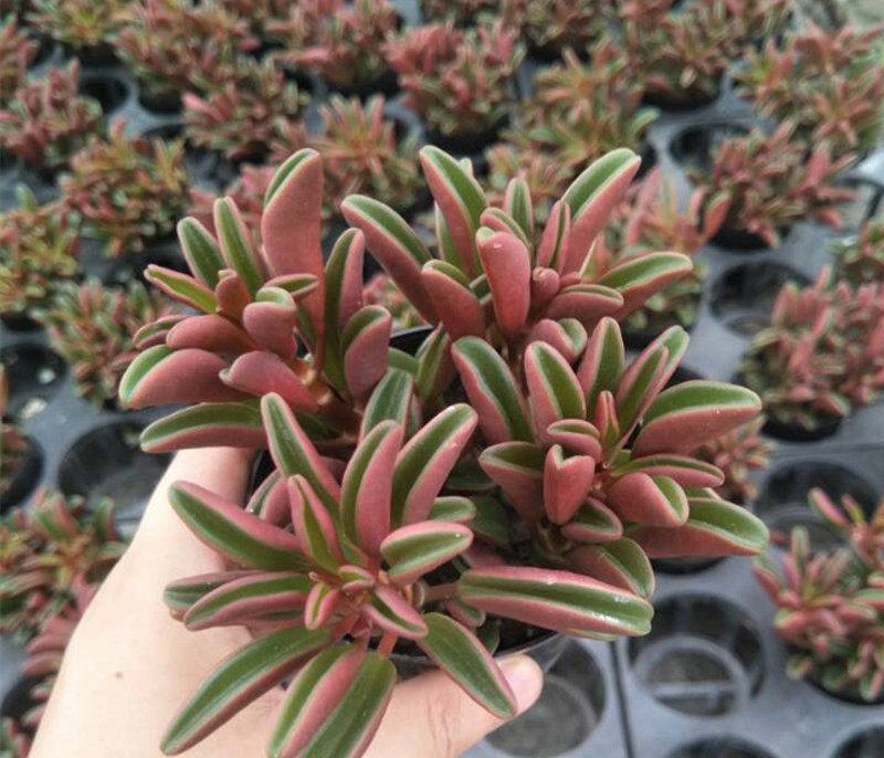 红背椒草多肉植物稀有品种罕见贵货带盆栽好花卉绿植精品盆栽
