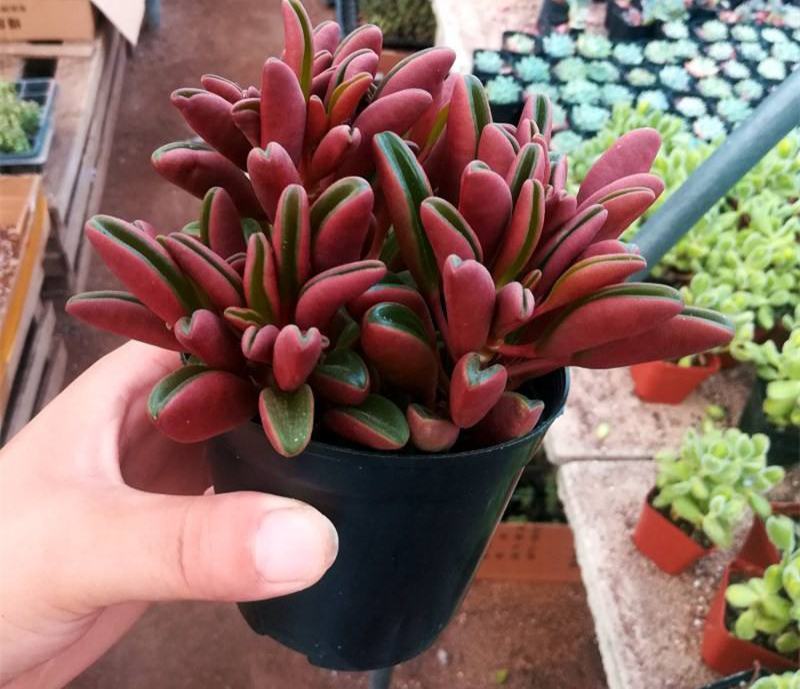 红背椒草多肉植物稀有品种罕见贵货带盆栽好花卉绿植精品盆栽