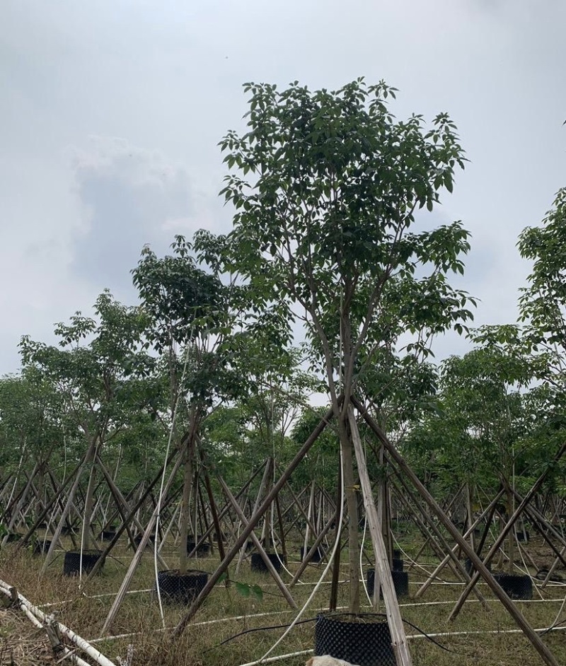大量出售各种规格的紫花风铃木有须联系我价格优惠