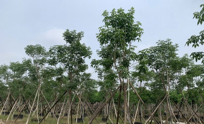 大量出售各种规格的紫花风铃木有须联系我价格优惠