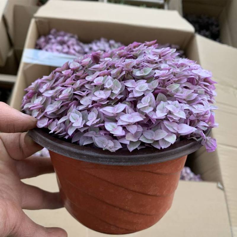 胭脂云盆栽多肉植物室内防辐射花卉稀有多肉连盆带土四季观赏