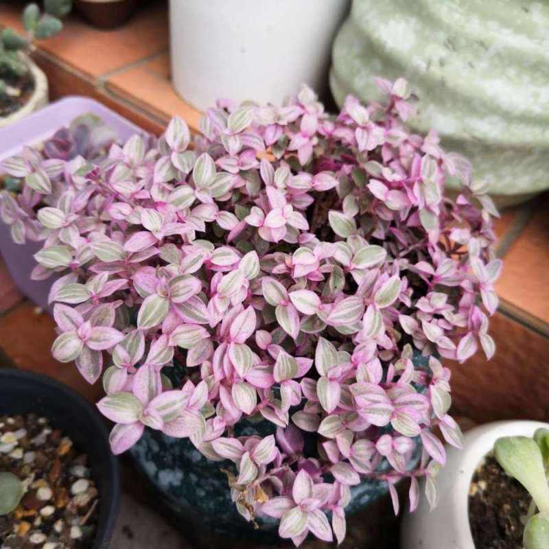 胭脂云盆栽多肉植物室内防辐射花卉稀有多肉连盆带土四季观赏