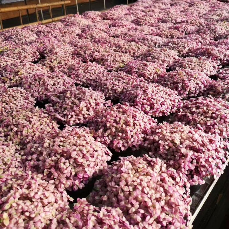 胭脂云盆栽多肉植物室内防辐射花卉稀有多肉连盆带土四季观赏