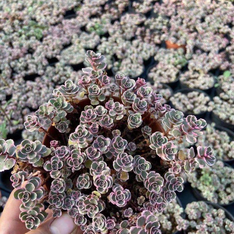多肉小球玫瑰锦稀有贵货新品多肉植物花卉绿植盆栽花卉防辐射