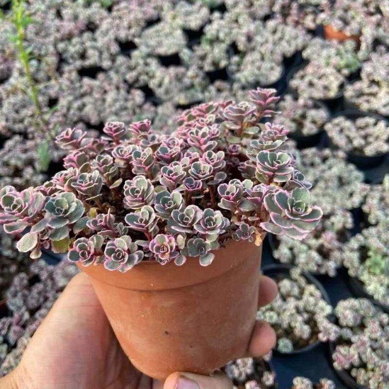 多肉小球玫瑰锦稀有贵货新品多肉植物花卉绿植盆栽花卉防辐射