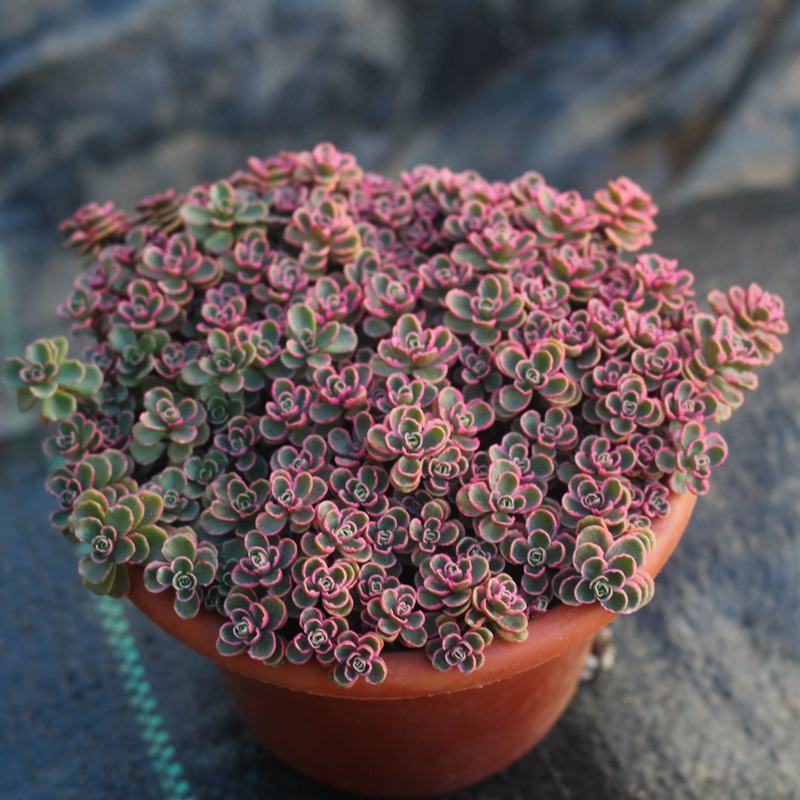 多肉小球玫瑰锦稀有贵货新品多肉植物花卉绿植盆栽花卉防辐射