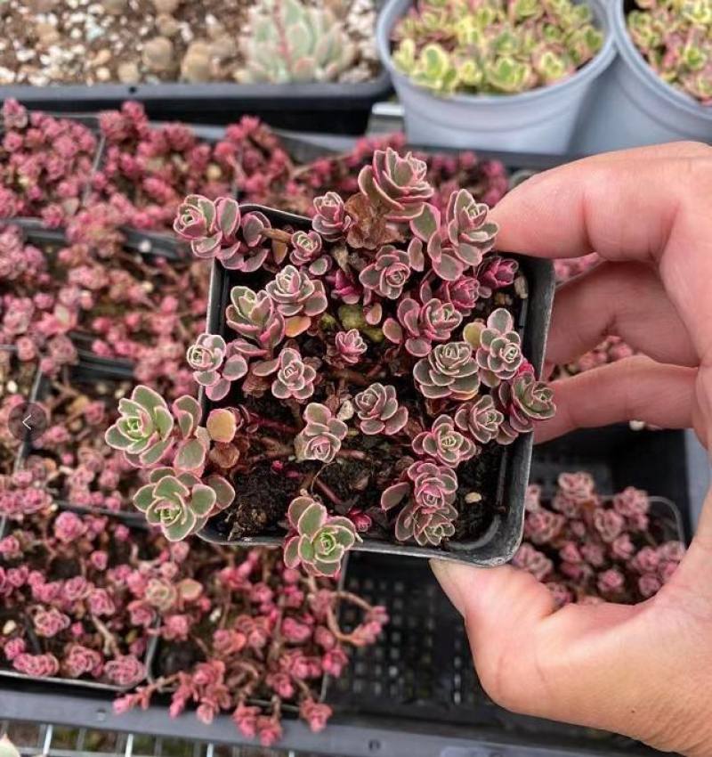 多肉小球玫瑰锦稀有贵货新品多肉植物花卉绿植盆栽花卉防辐射