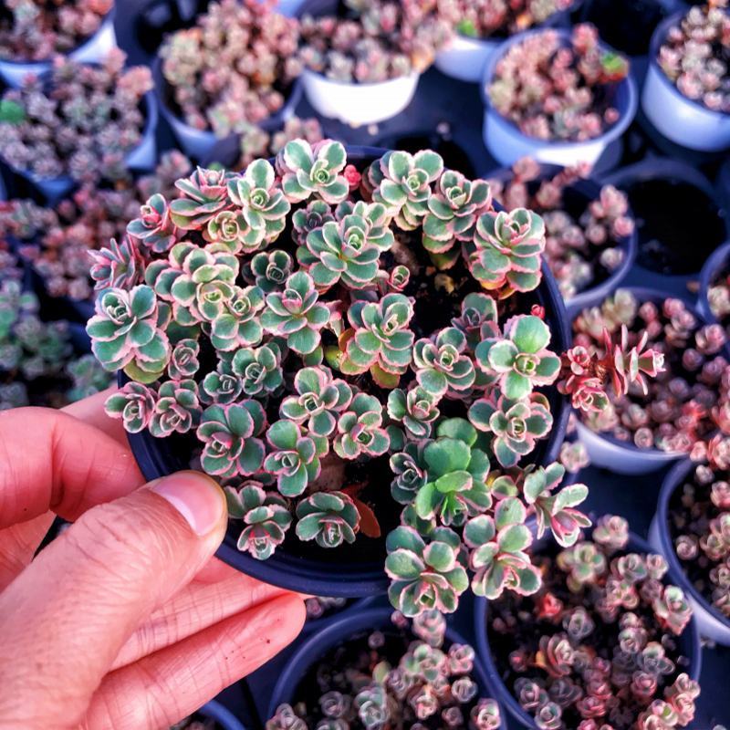多肉小球玫瑰锦稀有贵货新品多肉植物花卉绿植盆栽花卉防辐射