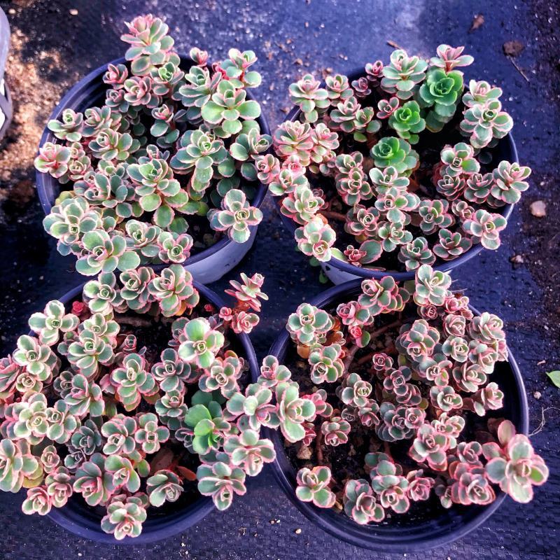 多肉小球玫瑰锦稀有贵货新品多肉植物花卉绿植盆栽花卉防辐射