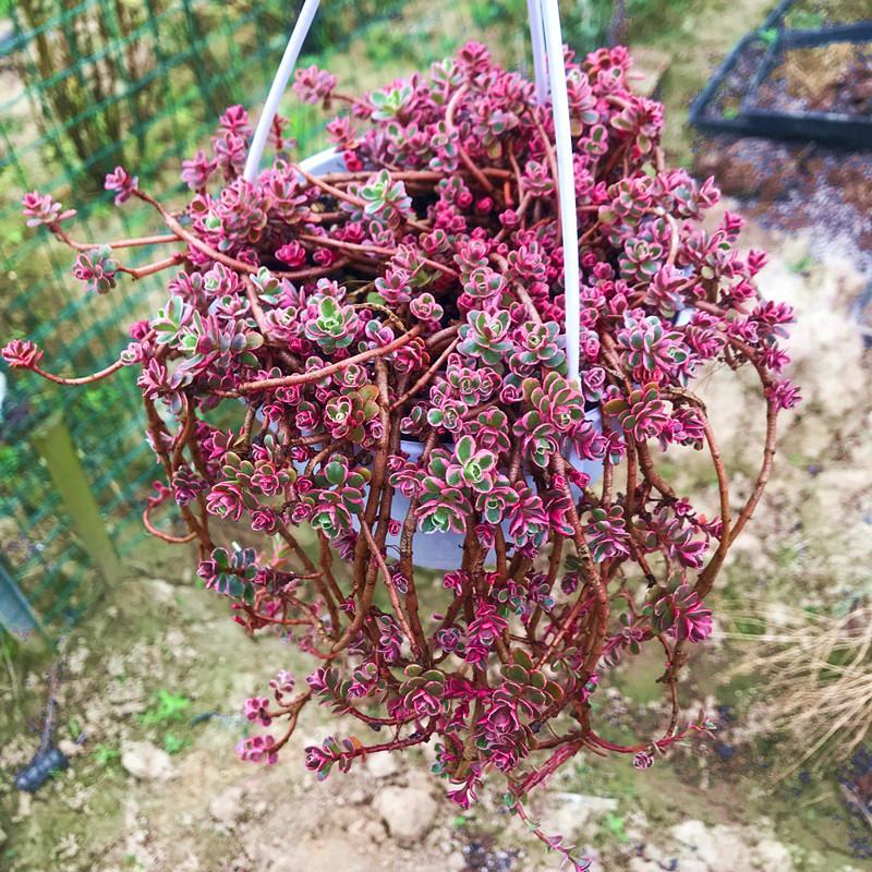 多肉小球玫瑰锦稀有贵货新品多肉植物花卉绿植盆栽花卉防辐射
