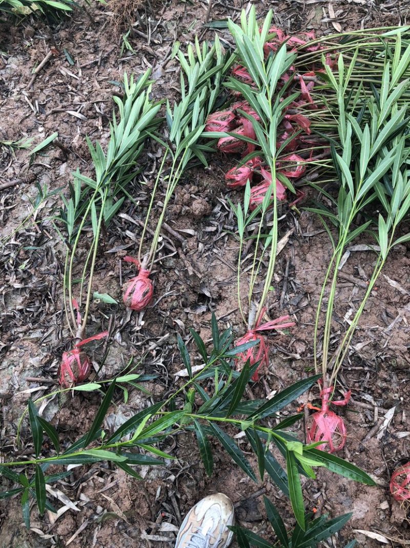 ◣夹竹桃🔥夹竹桃◢～～～大量销售中🔥🔥🔥