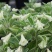 垂吊长筒花苦苣苔夏季花卉多年生耐热室内阳台盆栽室外庭院爆