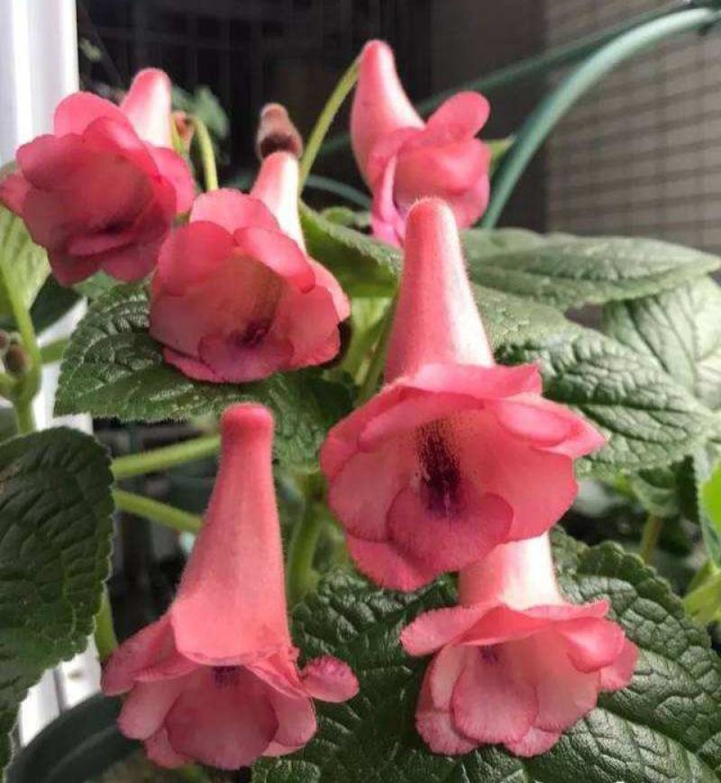 垂吊长筒花苦苣苔夏季花卉多年生耐热室内阳台盆栽室外庭院爆
