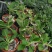 垂吊长筒花苦苣苔夏季花卉多年生耐热室内阳台盆栽室外庭院爆