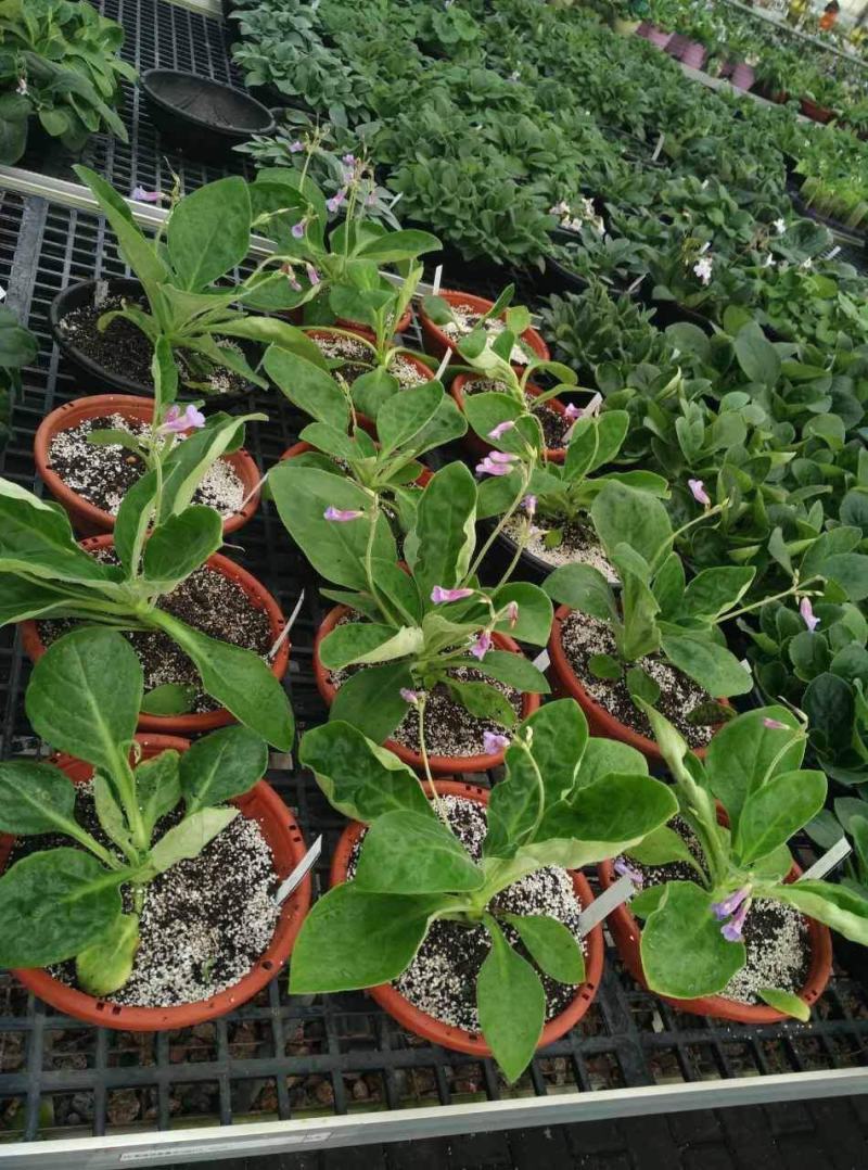 垂吊长筒花苦苣苔夏季花卉多年生耐热室内阳台盆栽室外庭院爆