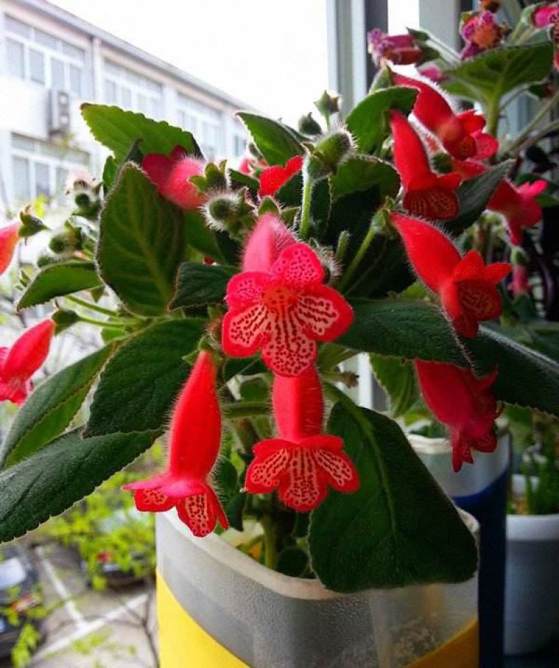 垂吊长筒花苦苣苔夏季花卉多年生耐热室内阳台盆栽室外庭院爆