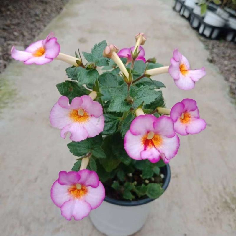 垂吊长筒花苦苣苔夏季花卉多年生耐热室内阳台盆栽室外庭院爆