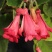 垂吊长筒花苦苣苔夏季花卉多年生耐热室内阳台盆栽室外庭院爆