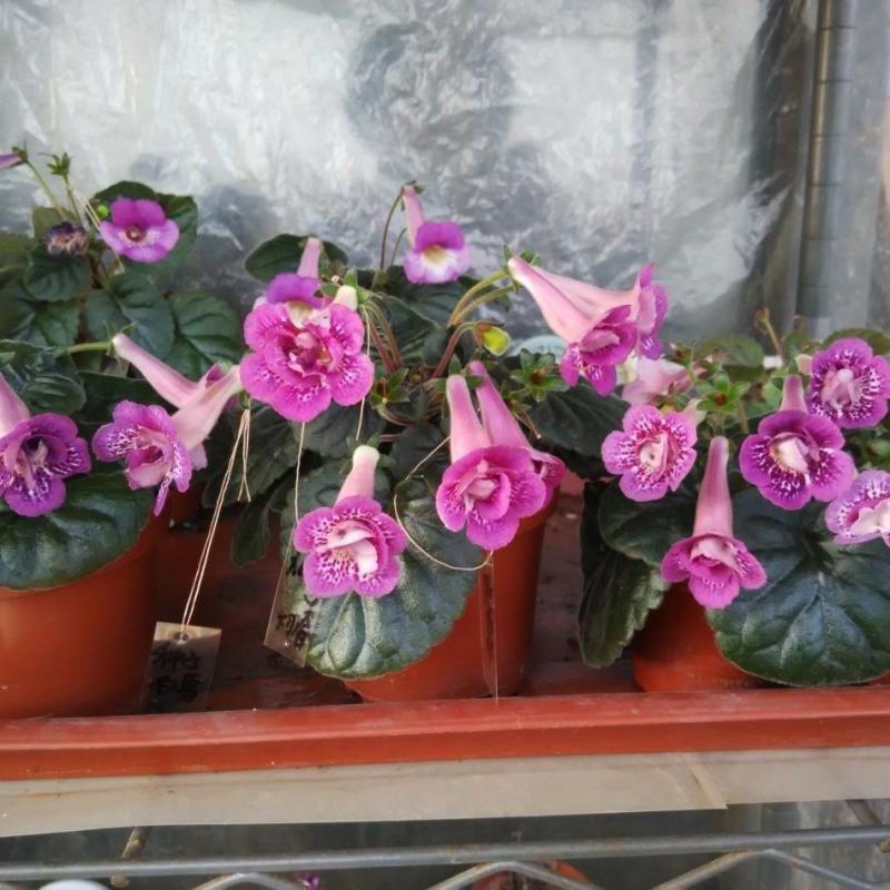 垂吊长筒花苦苣苔夏季花卉多年生耐热室内阳台盆栽室外庭院爆