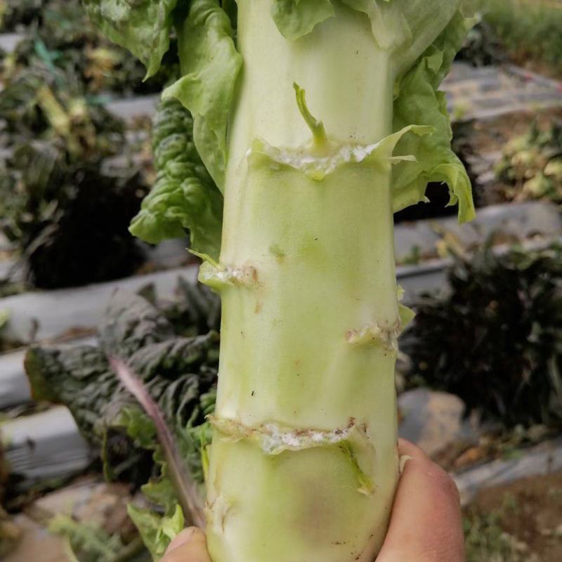 香格里拉精品莴笋。大量有货。质量保证。货源充足。