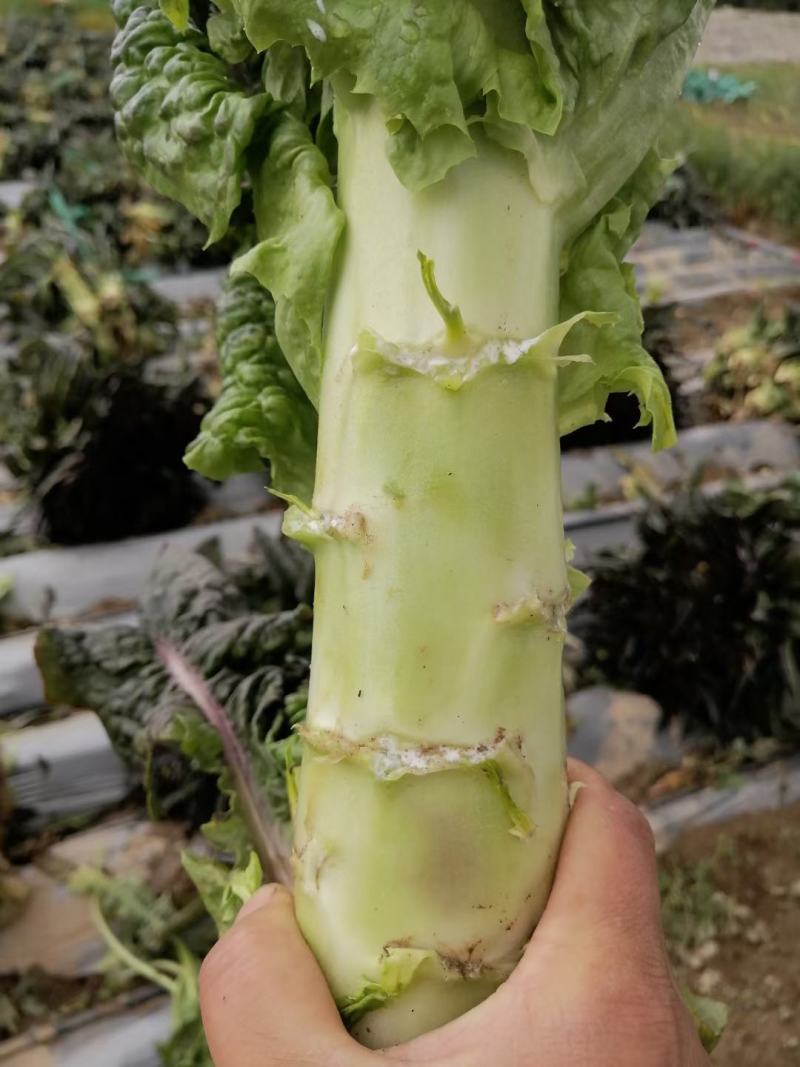 香格里拉精品莴笋。大量有货。质量保证。货源充足。