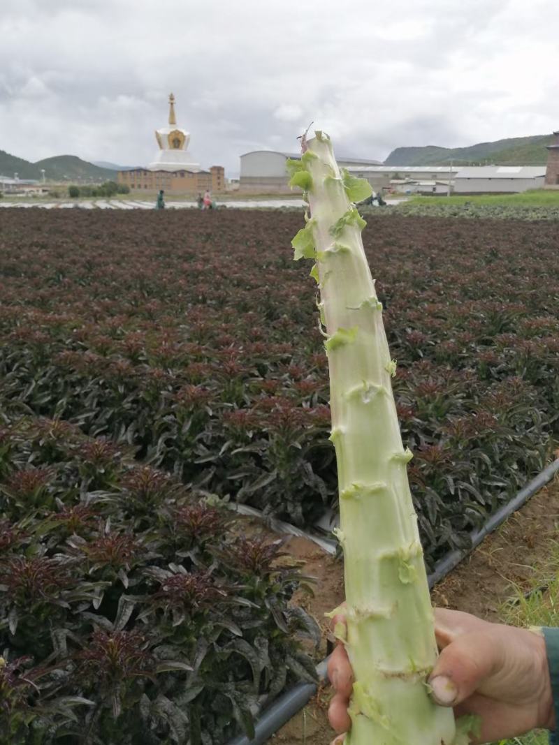 香格里拉精品莴笋。大量有货。质量保证。货源充足。